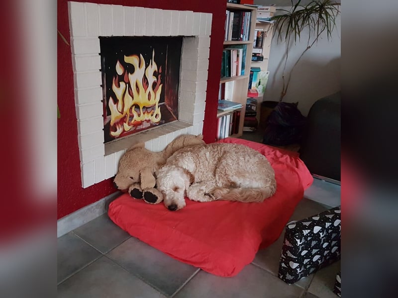 Charlie – schlaue Spürnase sucht sein Für-immer-Zuhause
