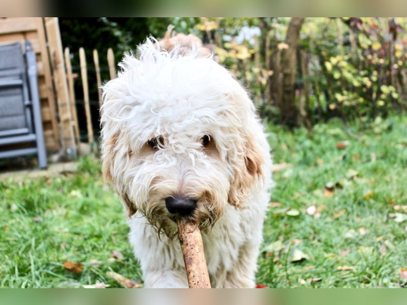Charlie – schlaue Spürnase sucht sein Für-immer-Zuhause