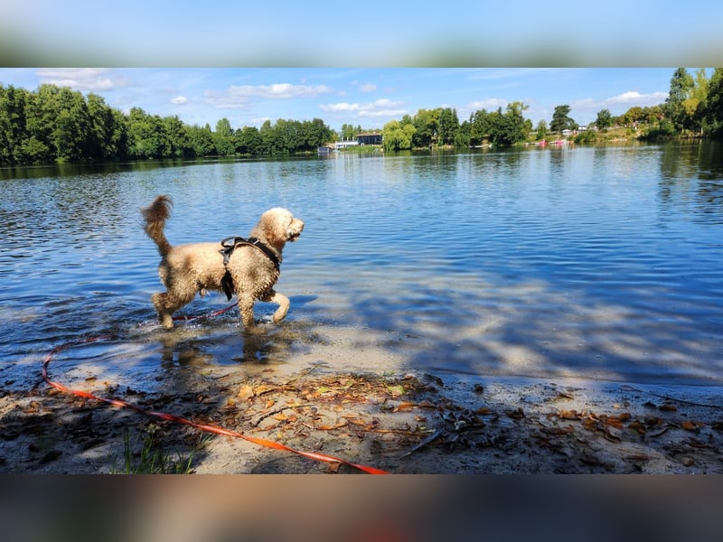 Charlie – schlaue Spürnase sucht sein Für-immer-Zuhause