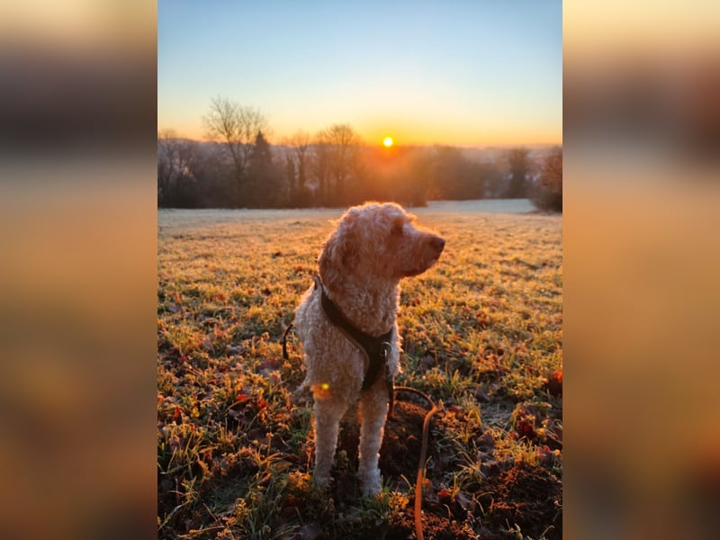 Charlie – schlaue Spürnase sucht sein Für-immer-Zuhause
