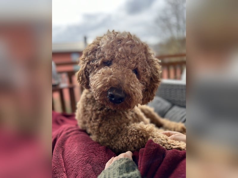 DECKRÜDE Goldendoodle