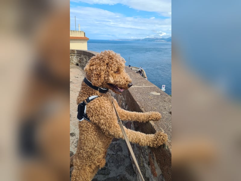 DECKRÜDE Goldendoodle