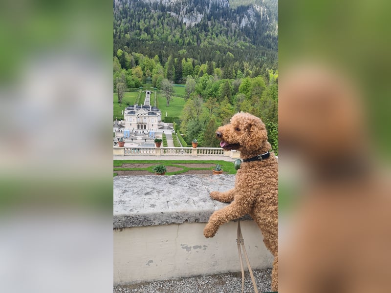 DECKRÜDE Goldendoodle