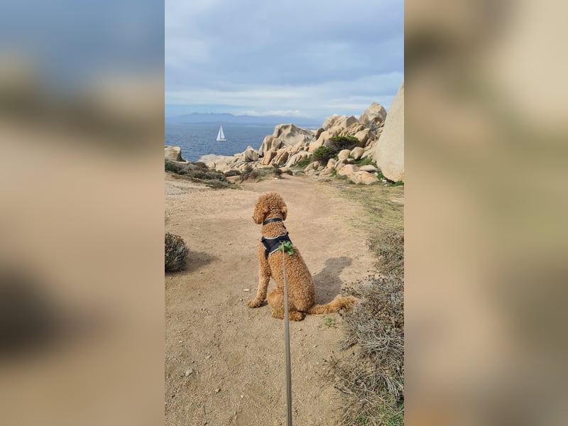 DECKRÜDE Goldendoodle
