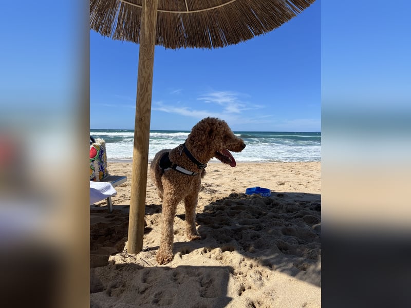 DECKRÜDE Goldendoodle