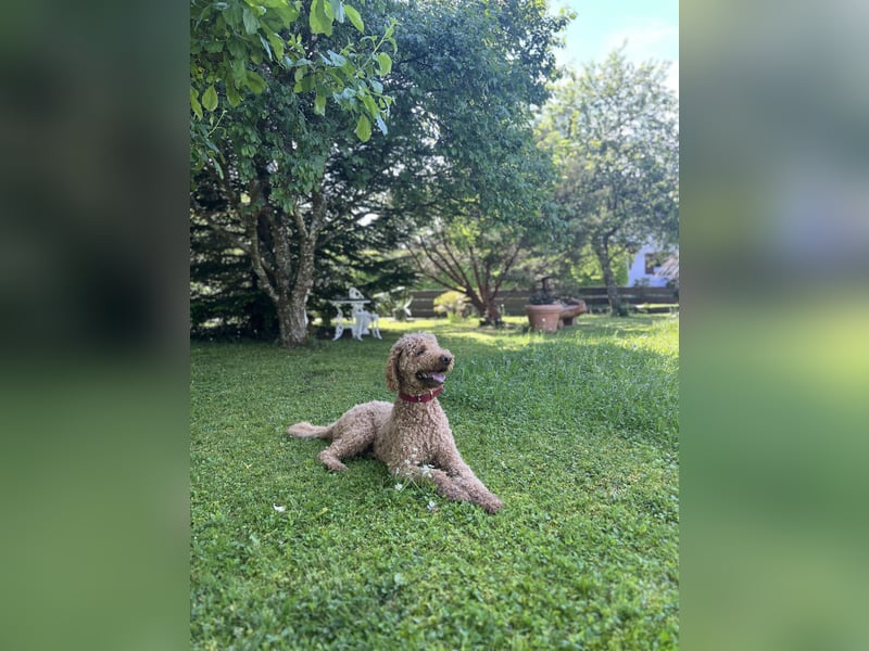 DECKRÜDE Goldendoodle