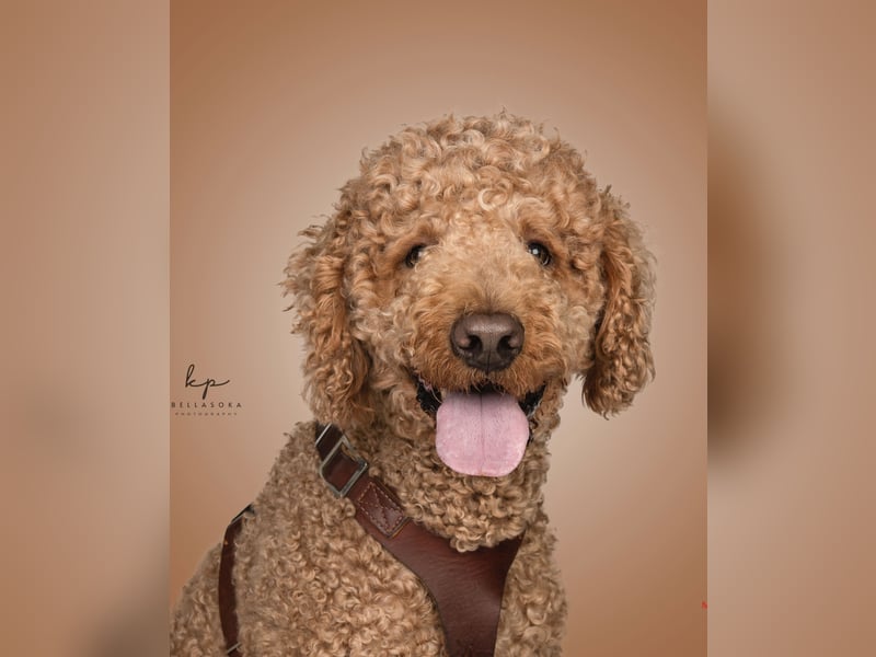 DECKRÜDE Goldendoodle