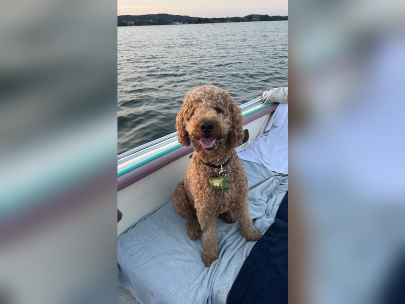 DECKRÜDE Goldendoodle