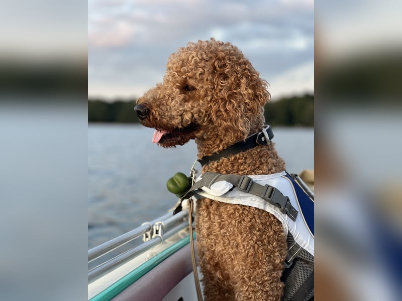 DECKRÜDE Goldendoodle