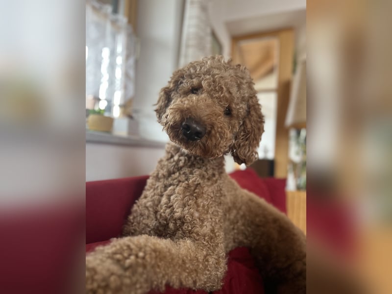 DECKRÜDE Goldendoodle