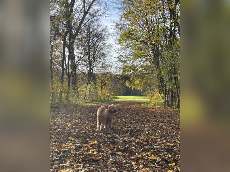 Schwieriger aber sehr liebenswerter Goldendoodle