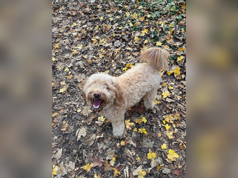 Schwieriger aber sehr liebenswerter Goldendoodle