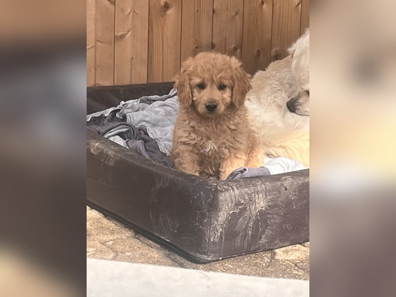 Goldendoodle mini Medium Doodle Abgabe an Pfingsten