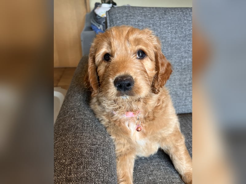 Goldendoodle mini Medium Doodle Abgabe an Pfingsten