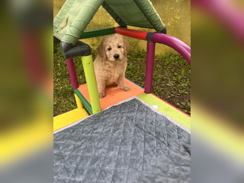 Goldendoodle mini Medium Doodle Abgabe an Pfingsten