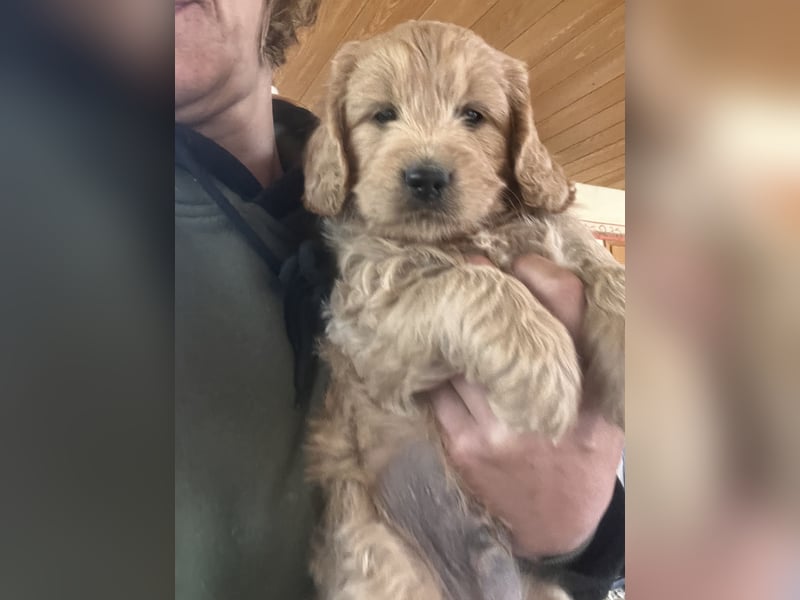 Goldendoodle mini Medium Doodle Abgabe an Pfingsten