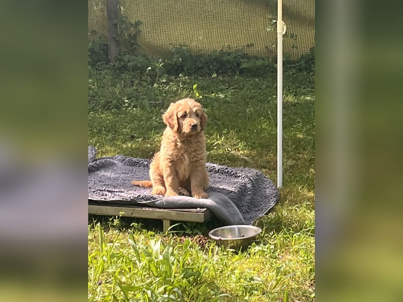Goldendoodle mini Medium Doodle Abgabe an Pfingsten