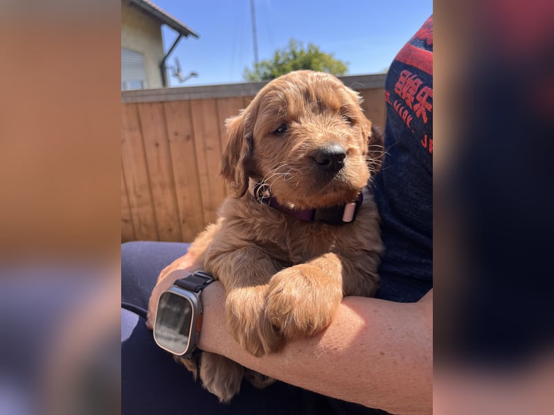 Goldendoodle mini Medium Doodle Abgabe an Pfingsten