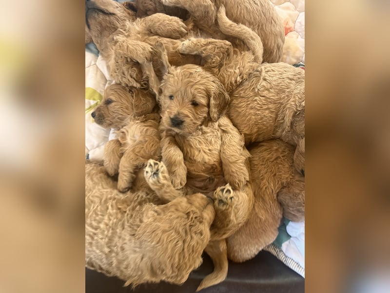 Goldendoodle mini Medium Doodle Abgabe an Pfingsten