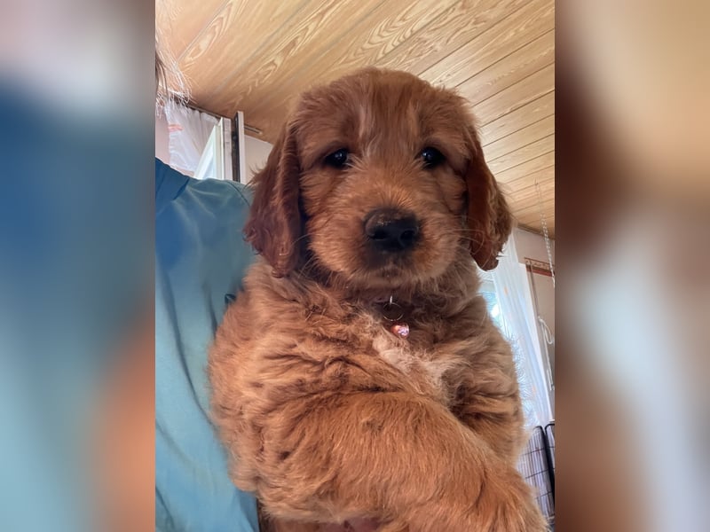 Goldendoodle mini Medium Doodle Abgabe an Pfingsten