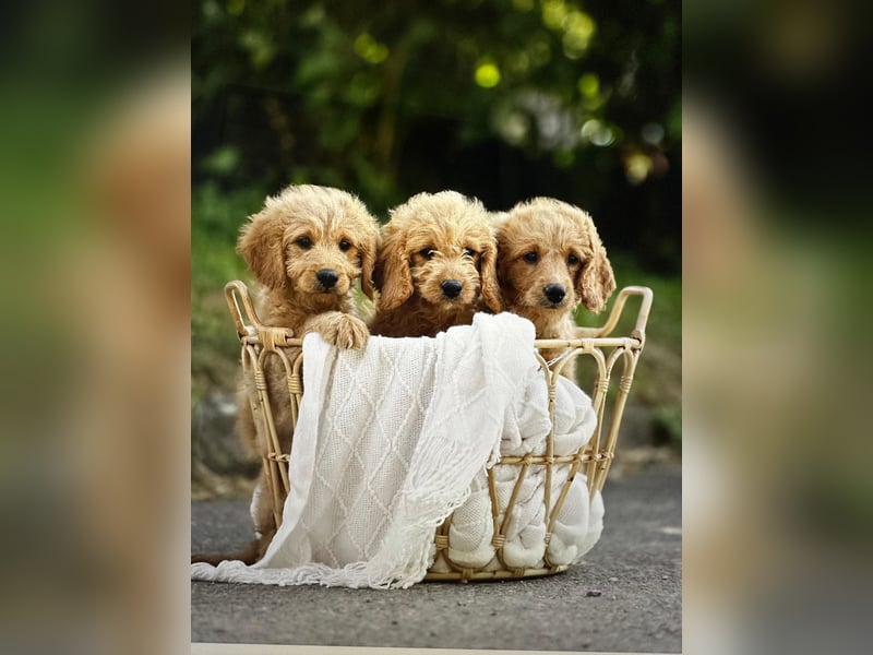 Goldendoodle mini Medium Doodle Abgabe an Pfingsten