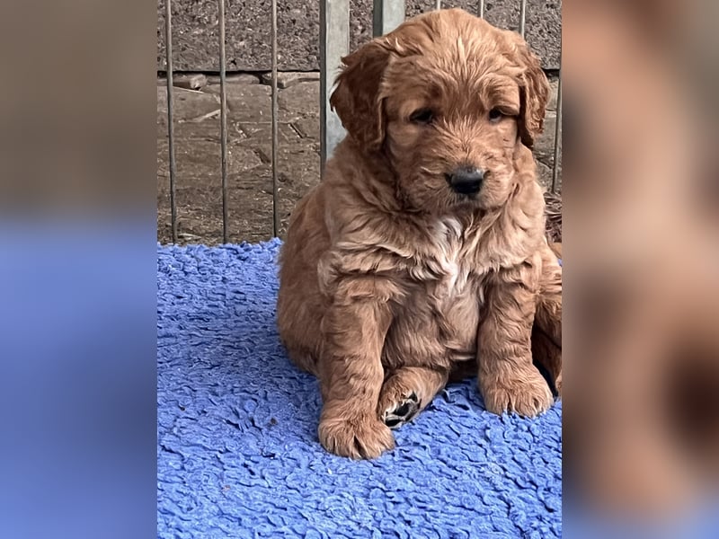 Goldendoodle mini Medium Doodle Abgabe an Pfingsten