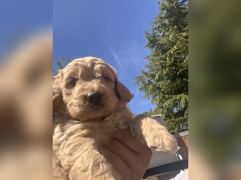 Goldendoodle mini Medium Doodle Abgabe an Pfingsten