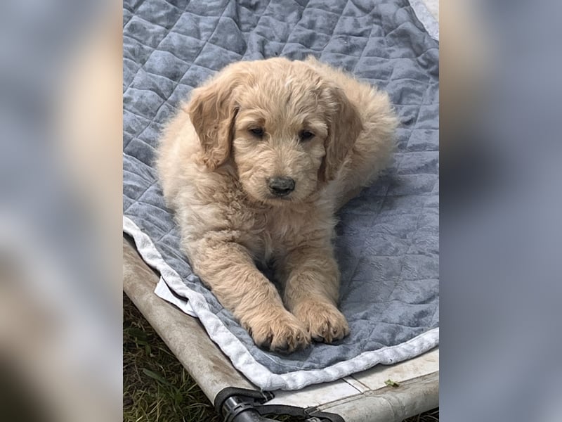 Goldendoodle mini Medium Doodle Abgabe an Pfingsten