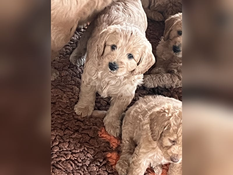 Goldendoodle mini Medium Doodle Abgabe an Pfingsten