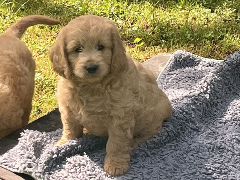 Goldendoodle mini Medium Doodle Abgabe an Pfingsten