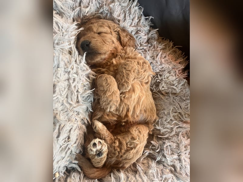 Goldendoodle mini Medium Doodle Abgabe an Pfingsten