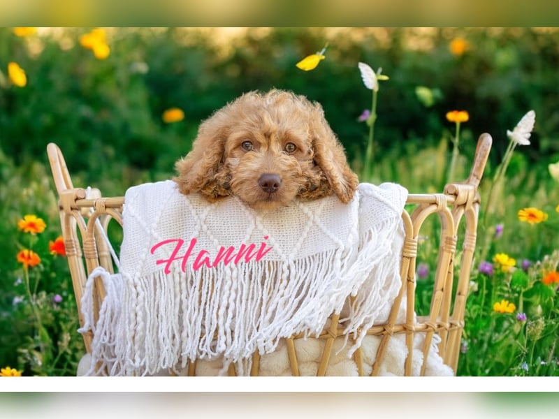 Goldendoodle mini Medium Doodle Abgabe an Pfingsten