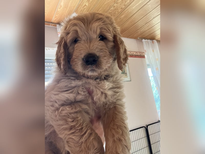 Goldendoodle mini Medium Doodle Abgabe an Pfingsten