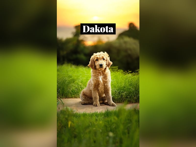 Goldendoodle mini Medium Doodle Abgabe an Pfingsten