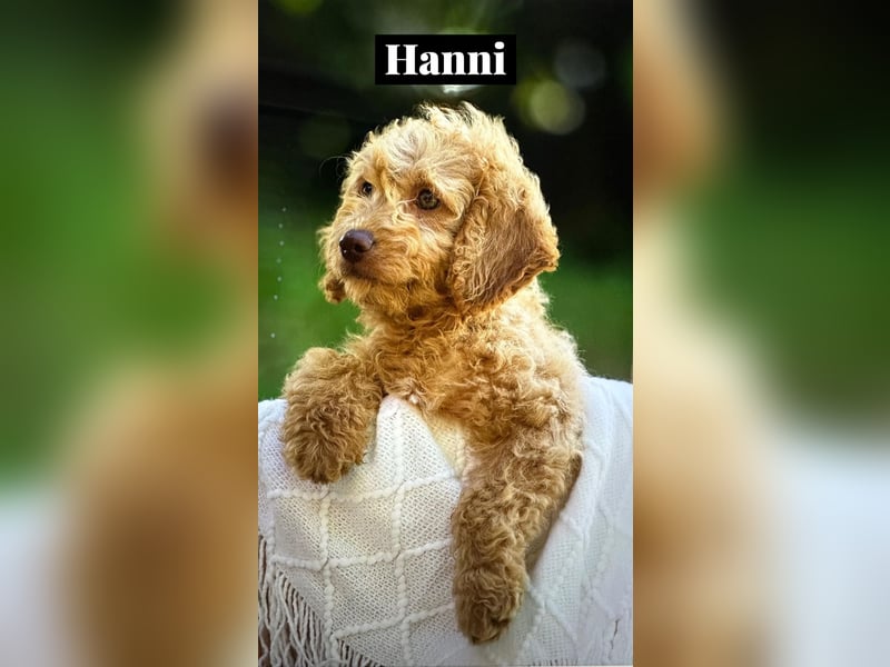 Goldendoodle mini Medium Doodle Abgabe an Pfingsten
