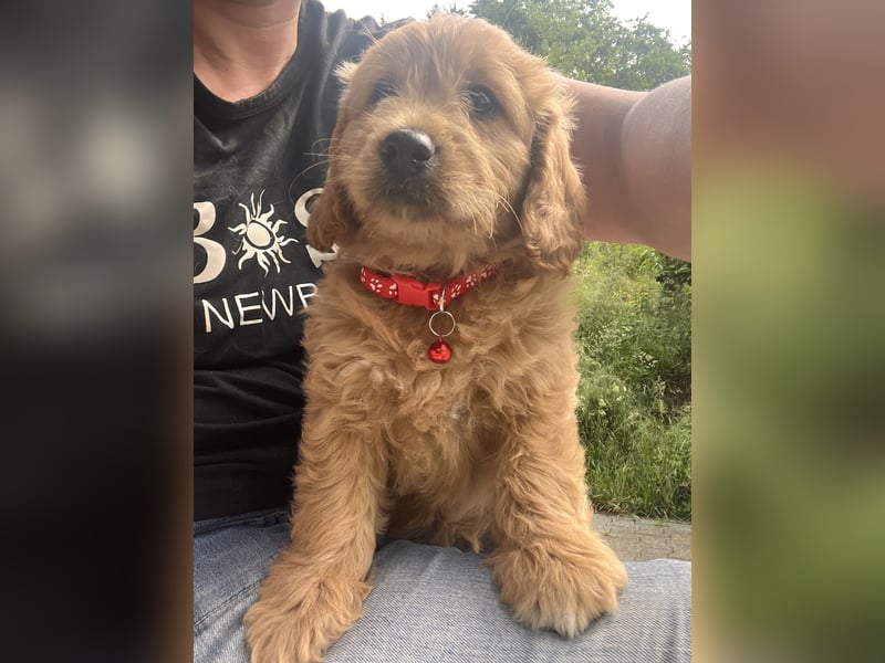 Goldendoodle mini Medium Doodle Abgabe an Pfingsten