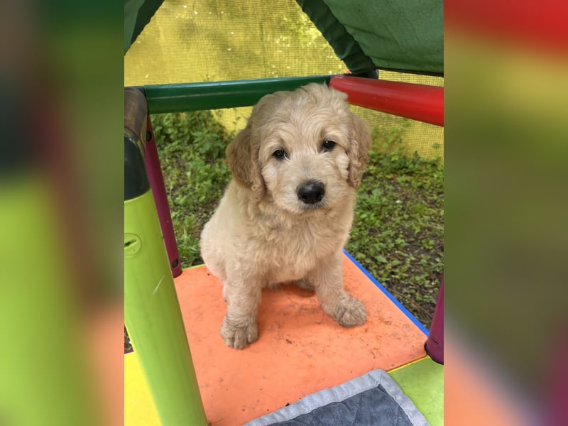 Goldendoodle mini Medium Doodle Abgabe an Pfingsten