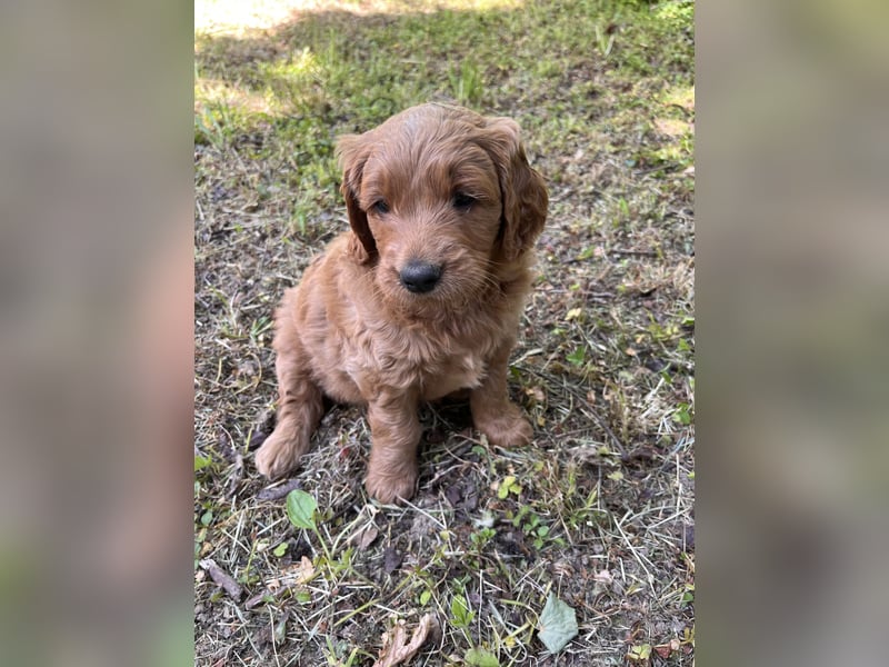 Goldendoodle mini Medium Doodle Abgabe an Pfingsten