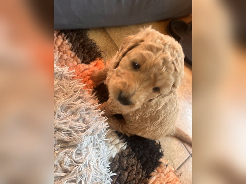 Goldendoodle mini Medium Doodle Abgabe an Pfingsten