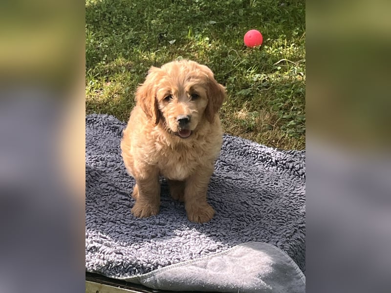 Goldendoodle mini Medium Doodle Abgabe an Pfingsten