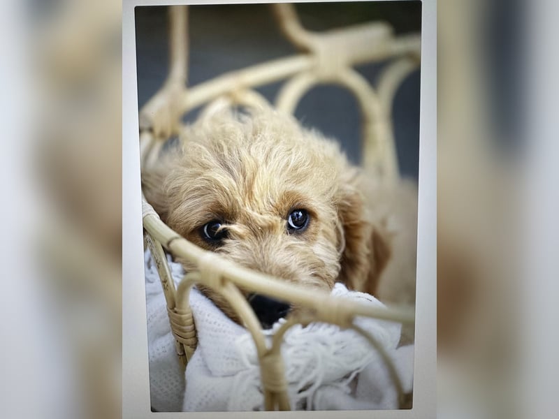 Goldendoodle mini Medium Doodle Abgabe an Pfingsten