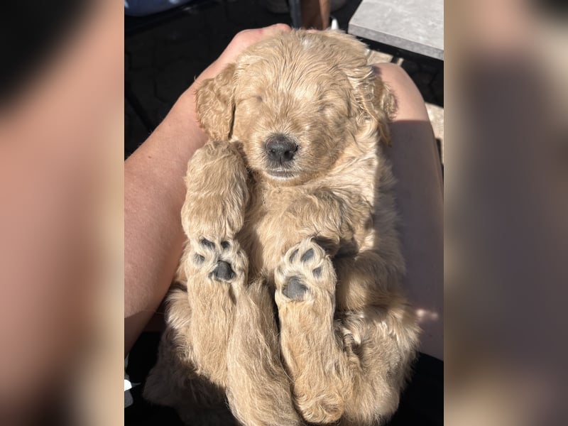 Goldendoodle mini Medium Doodle Abgabe an Pfingsten
