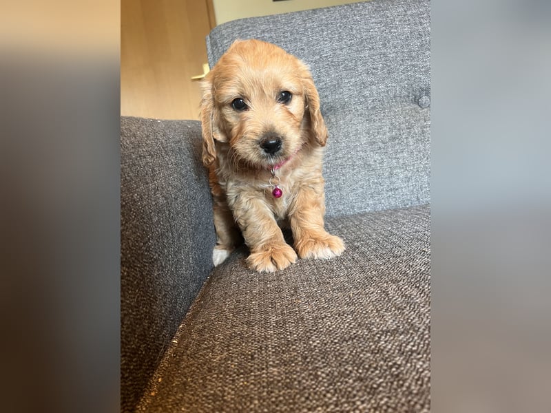 Goldendoodle mini Medium Doodle Abgabe an Pfingsten