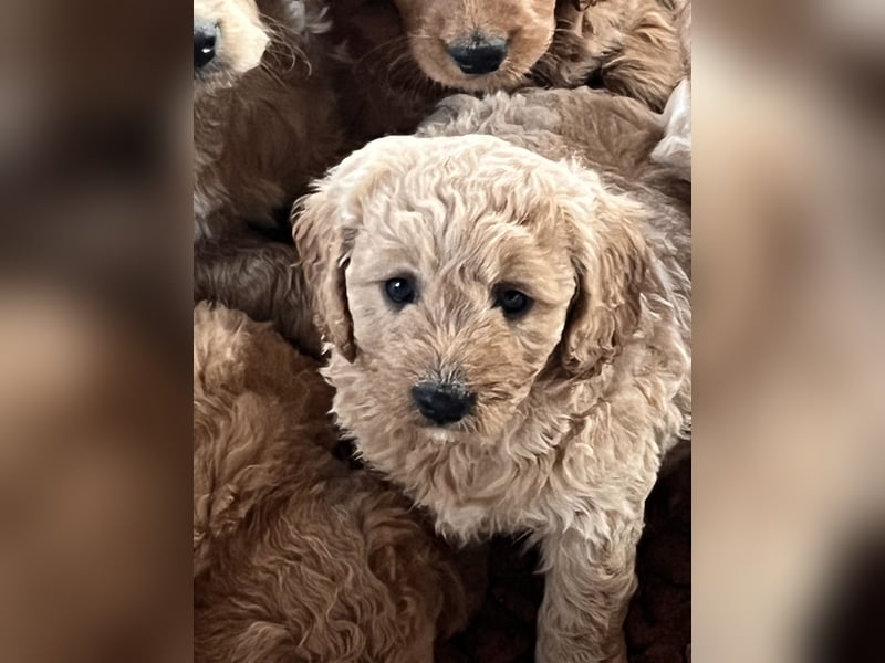 Goldendoodle mini Medium Doodle Abgabe an Pfingsten