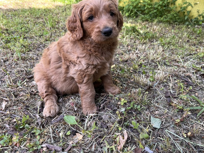 Goldendoodle mini Medium Doodle Abgabe an Pfingsten