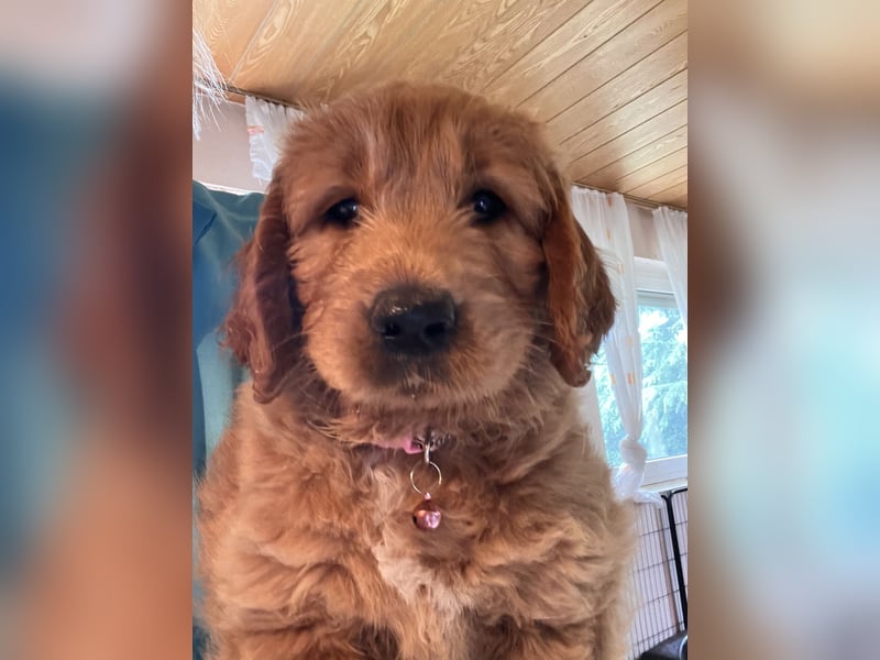 Goldendoodle mini Medium Doodle Abgabe an Pfingsten