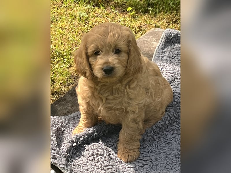 Goldendoodle mini Medium Doodle Abgabe an Pfingsten