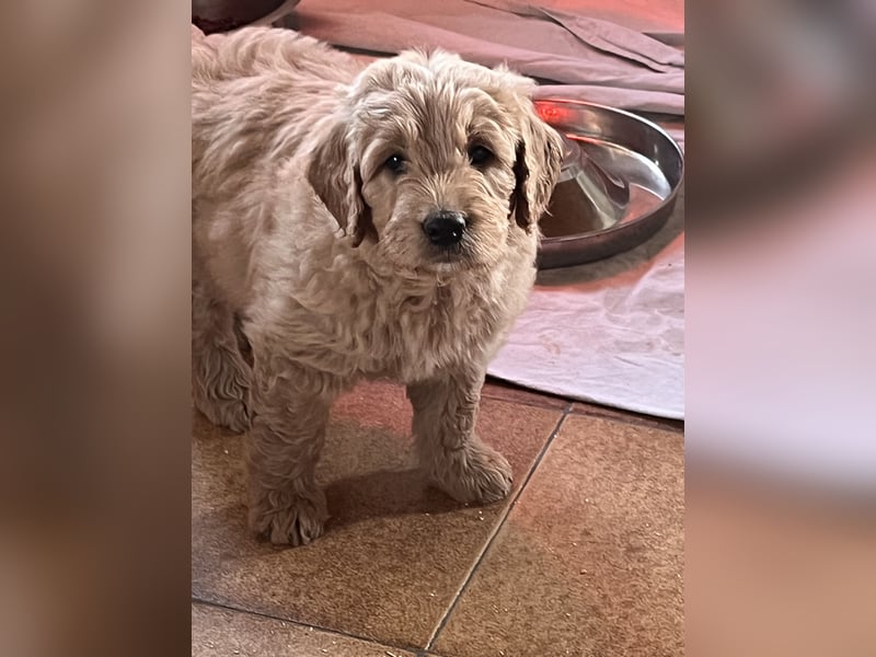 Goldendoodle mini Medium Doodle Abgabe an Pfingsten