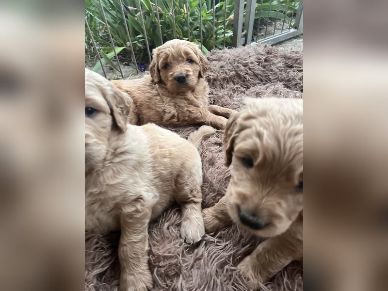 Goldendoodle mini Medium Doodle Abgabe an Pfingsten