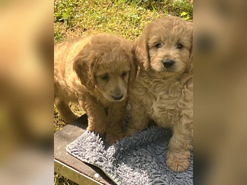 Goldendoodle mini Medium Doodle Abgabe an Pfingsten
